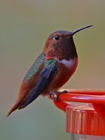 Hummer.jpg