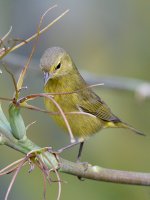 OrangeCrownWarbler5.jpg