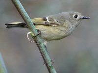 RubyCrownKinglet2.jpg