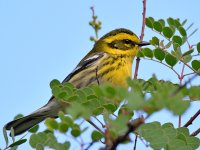 TownsendsWarbler.jpg
