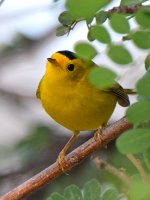 WilsonsWarbler2.jpg