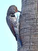 Flicker3.jpg