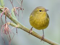 OrangeCrownWarbler8.jpg
