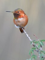 Hummer6.jpg