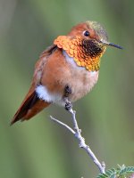 Hummer25.jpg