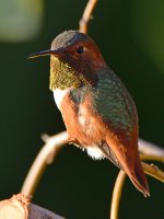 Hummer35.jpg