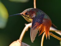 Hummer42.jpg