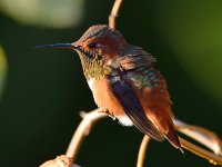 Hummer44.jpg