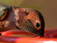 Hummer33.jpg