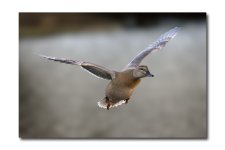 DSC_1695.jpg