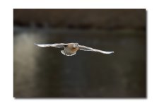 DSC_1692.jpg