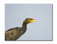 DSC_1804.jpg