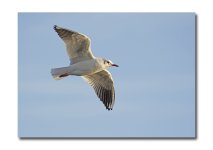 DSC_1820.jpg