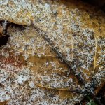 DSC_1463.jpg