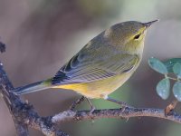 RubyCrownKinglet5.jpg