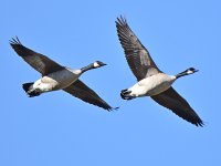 Geese.jpg