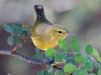 RubyCrownKinglet2.jpg