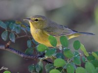 RubyCrownKinglet3.jpg