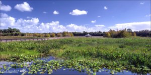 11-28-15 Green Cay    2.jpg