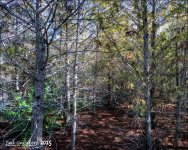 11-28-15 Green Cay    7.jpg