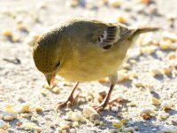 Finch2.jpg