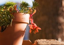 20 November 2015 - On Our Way Out the Door (Potted Plant in the Morning Sun).jpg