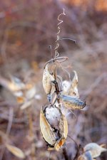 23 November 2015 - Curly Q Milkweed.jpg