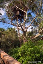 11-28-15 Green Cay    19.jpg
