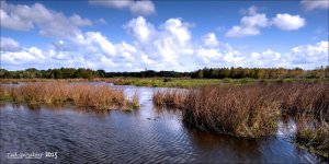 11-28-15 Green Cay    22.jpg