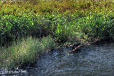 11-28-15 Green Cay    24.jpg