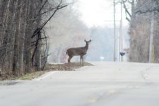 deer 1.jpg