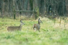 deer.jpg