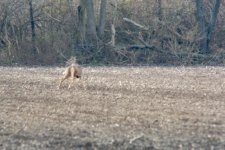 deer3.jpg
