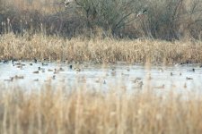 ducks2.jpg