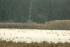 long ducks.jpg