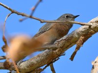 Bluebird2.jpg