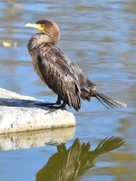 Cormorant3.jpg
