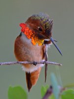 Hummer14.jpg