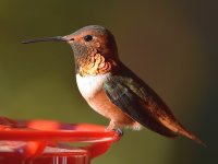 Hummer24.jpg