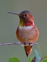 Hummer16.jpg