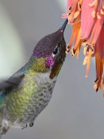 Hummer21.jpg