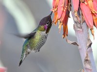 Hummer20.jpg