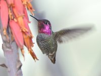 Hummer18.jpg