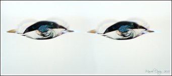 eyes copy.jpg