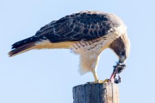 HawkNPrey-1.jpg