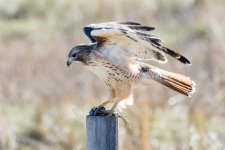 HawkNPrey-2.jpg
