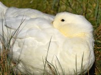 Duck.jpg