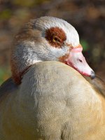 Goose.jpg