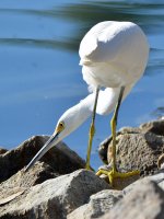 Egret.jpg