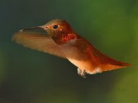 Hummer7.jpg